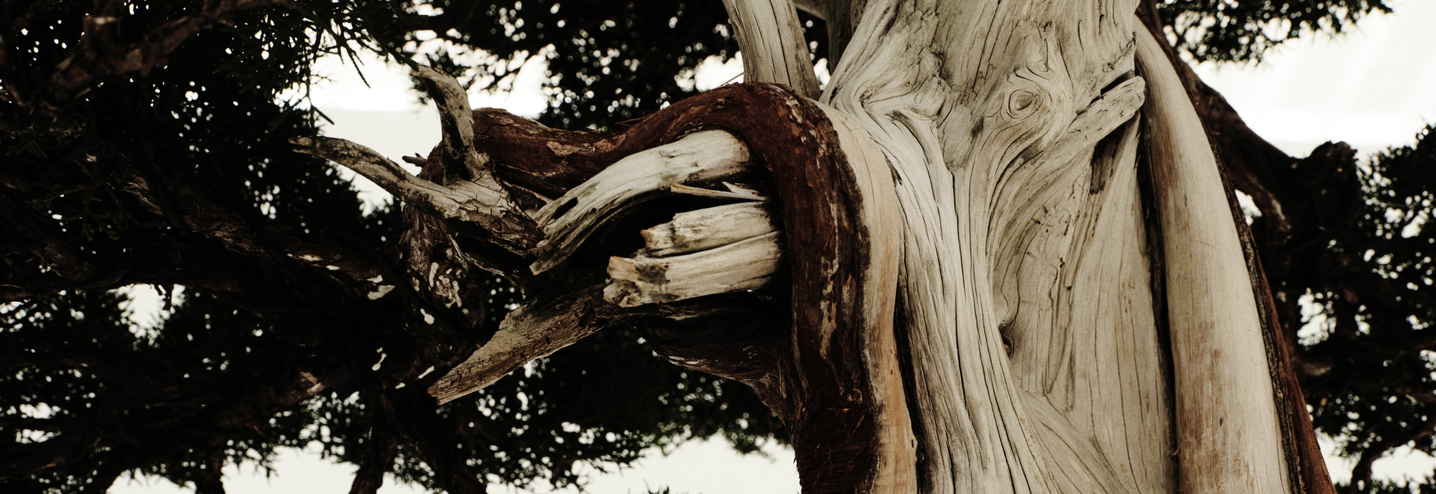 Vol.40 TRADMAN’S BONSAI 代表・小島氏に聞く、ファッションと盆栽の本質