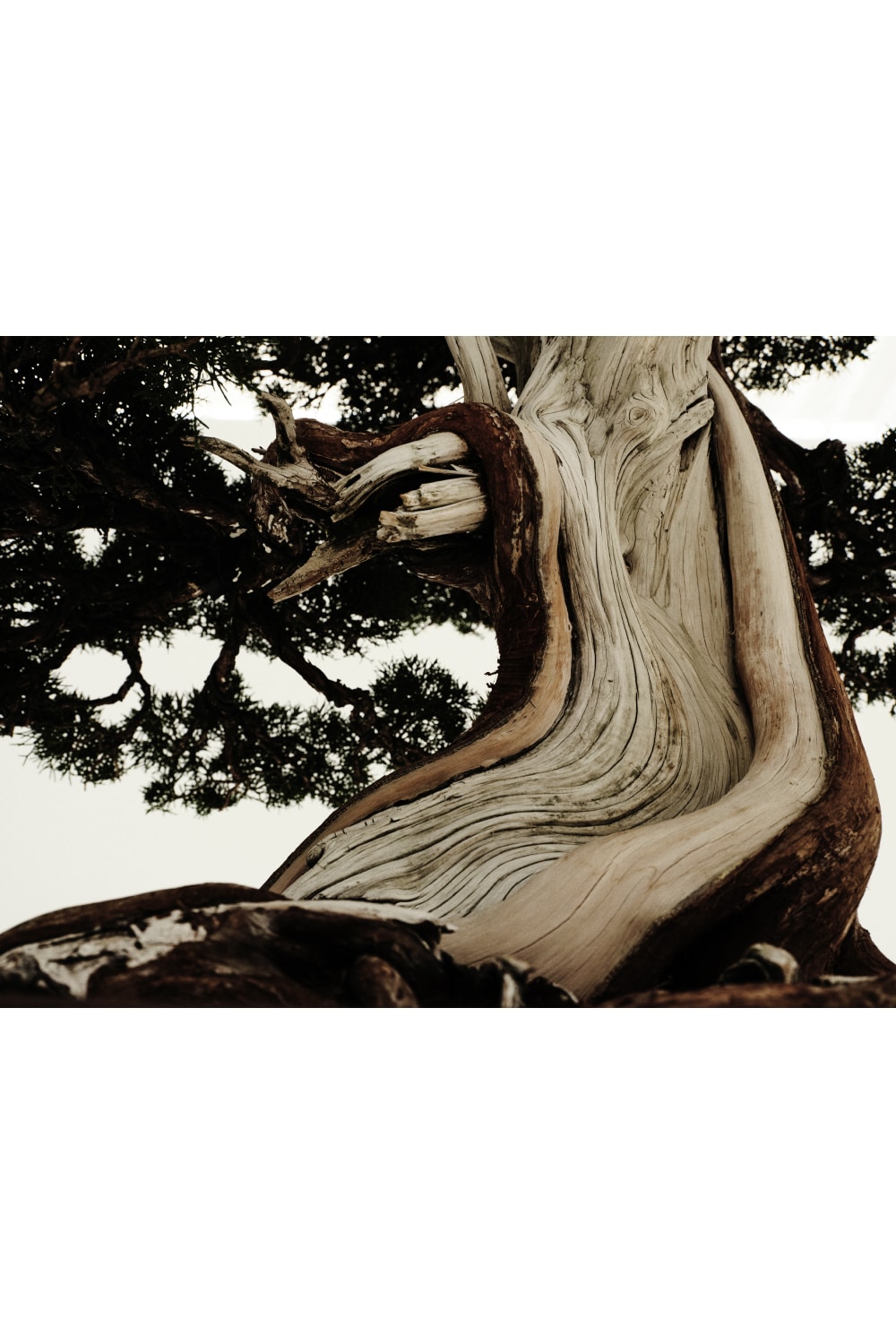 WILDSIDE × Tradman's BONSAI Vol.1